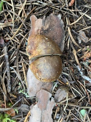 Rhizopogon