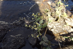 Galinsoga parviflora