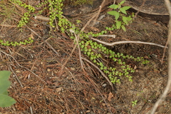 Gaultheria hispidula
