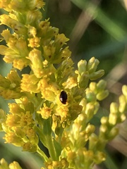 Olibrus