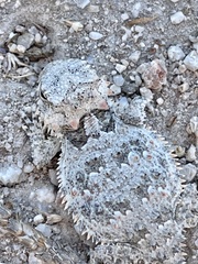 Phrynosoma blainvillii