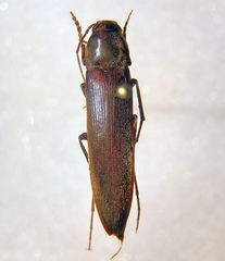 Serropalpus
