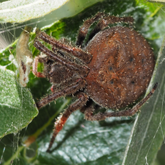 Araneus andrewsi