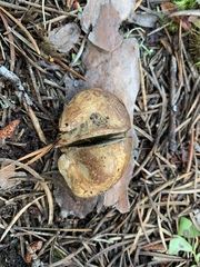 Rhizopogon
