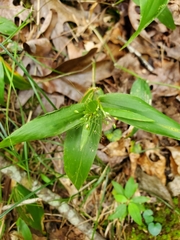 Dichanthelium commutatum