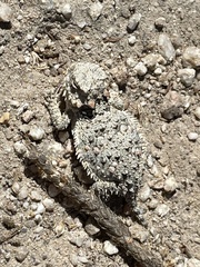 Phrynosoma blainvillii