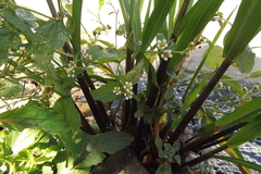Galinsoga parviflora
