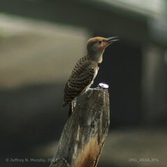 Colaptes auratus luteus × cafer