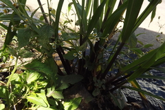 Galinsoga parviflora