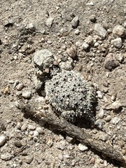 Phrynosoma blainvillii