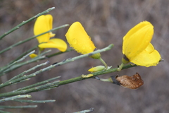 Cytisus