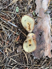 Rhizopogon