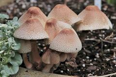 Leucoagaricus americanus