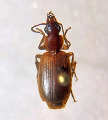 Lebiinae