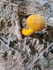 Retiboletus ornatipes