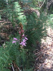 Dipodium roseum