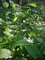 Cypripedium calceolus