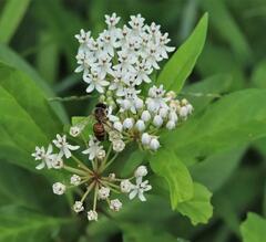 Asclepias