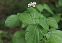 Lantana × strigocamara