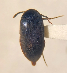 Eustrophopsis arizonensis