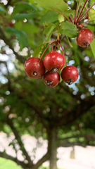 Crataegus laevigata