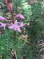 Dipodium roseum