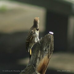 Colaptes auratus luteus × cafer