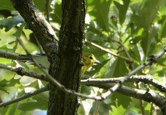 Vireo flavifrons