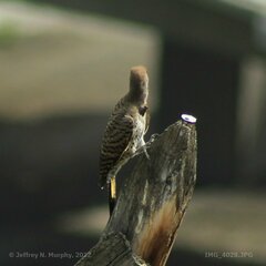 Colaptes auratus luteus × cafer