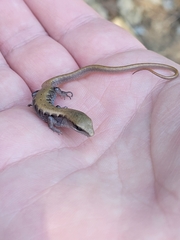 Elgaria multicarinata