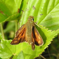 Hesperia comma