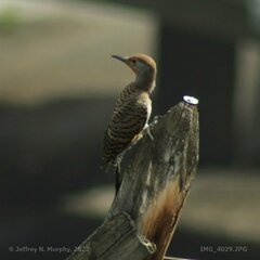 Colaptes auratus luteus × cafer