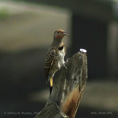Colaptes auratus luteus × cafer