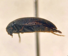 Eustrophopsis arizonensis