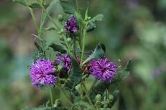 Vernonia missurica