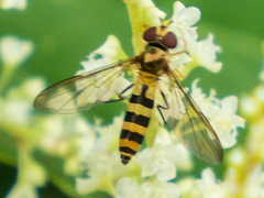 Meliscaeva cinctella