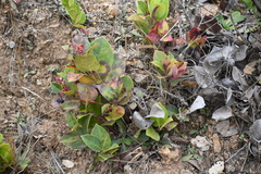 Gaultheria shallon