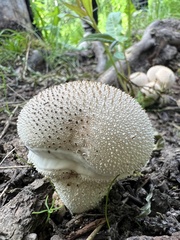 Lycoperdon perlatum