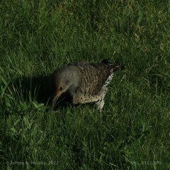 Colaptes auratus cafer