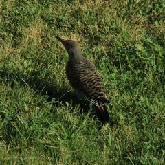 Colaptes auratus cafer