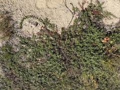 Arctostaphylos uva-ursi