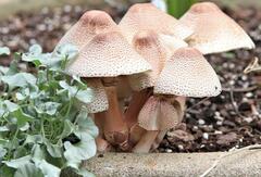 Leucoagaricus americanus
