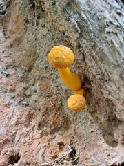 Retiboletus ornatipes