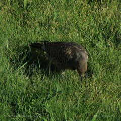 Colaptes auratus cafer