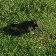 Colaptes auratus cafer