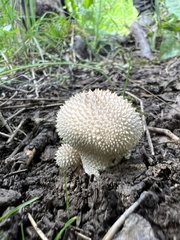 Lycoperdon perlatum