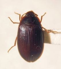 Platydema