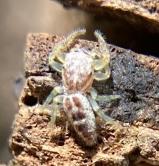 Hentzia