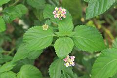 Lantana × strigocamara
