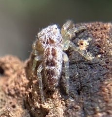Hentzia
